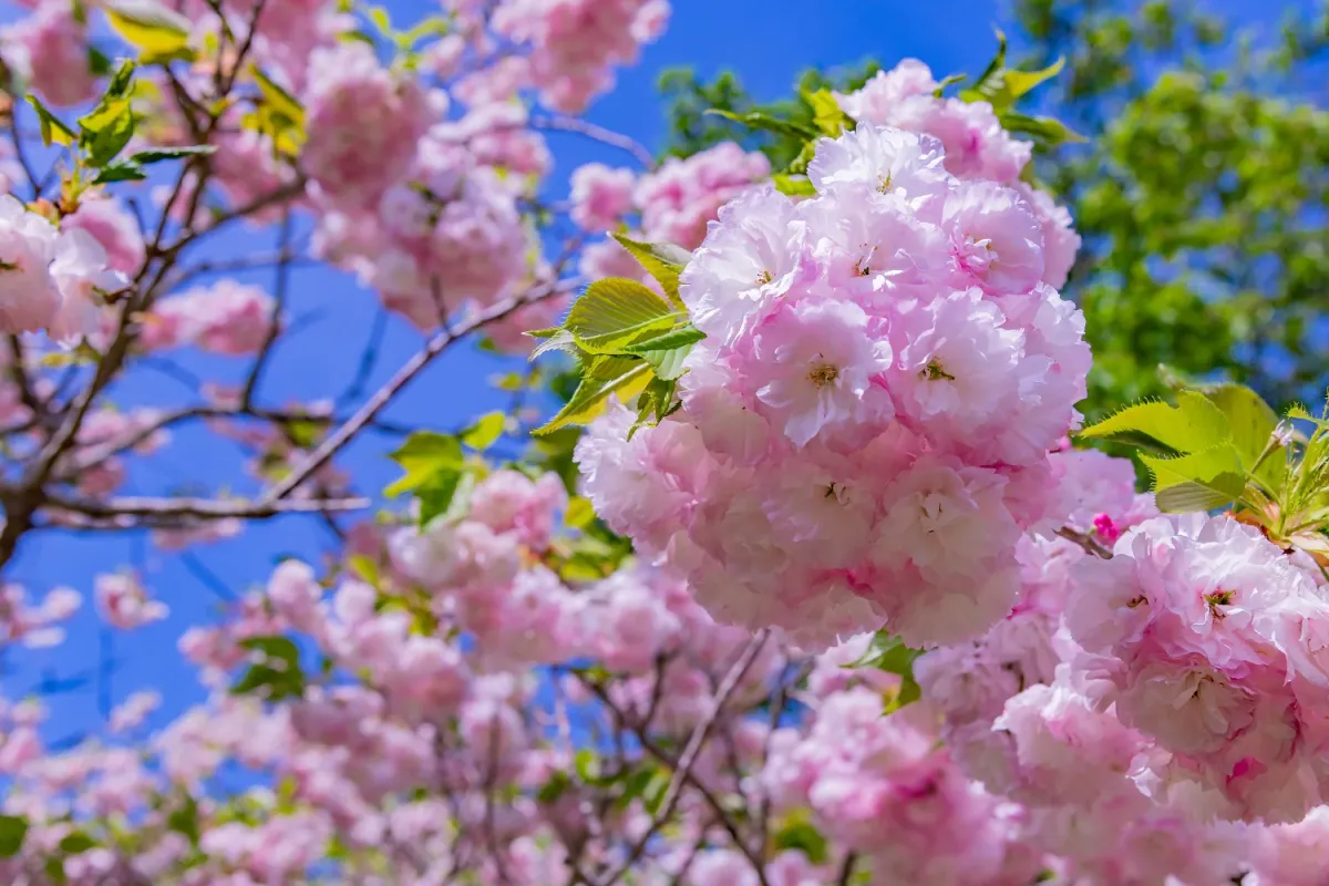 cerisier japon a fleurs roses dans le printemps