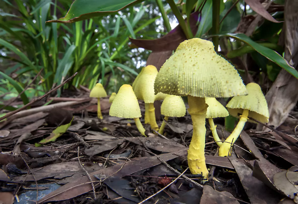 champignons toxiques de couleur verte jaune
