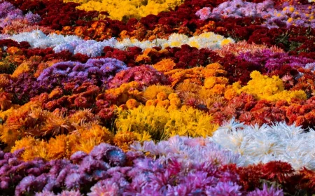 champs chrysanthemes plantes fleuries a ne pas tailler cet automne