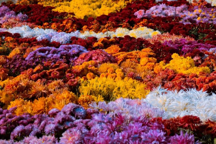 champs chrysanthemes plantes fleuries a ne pas tailler cet automne