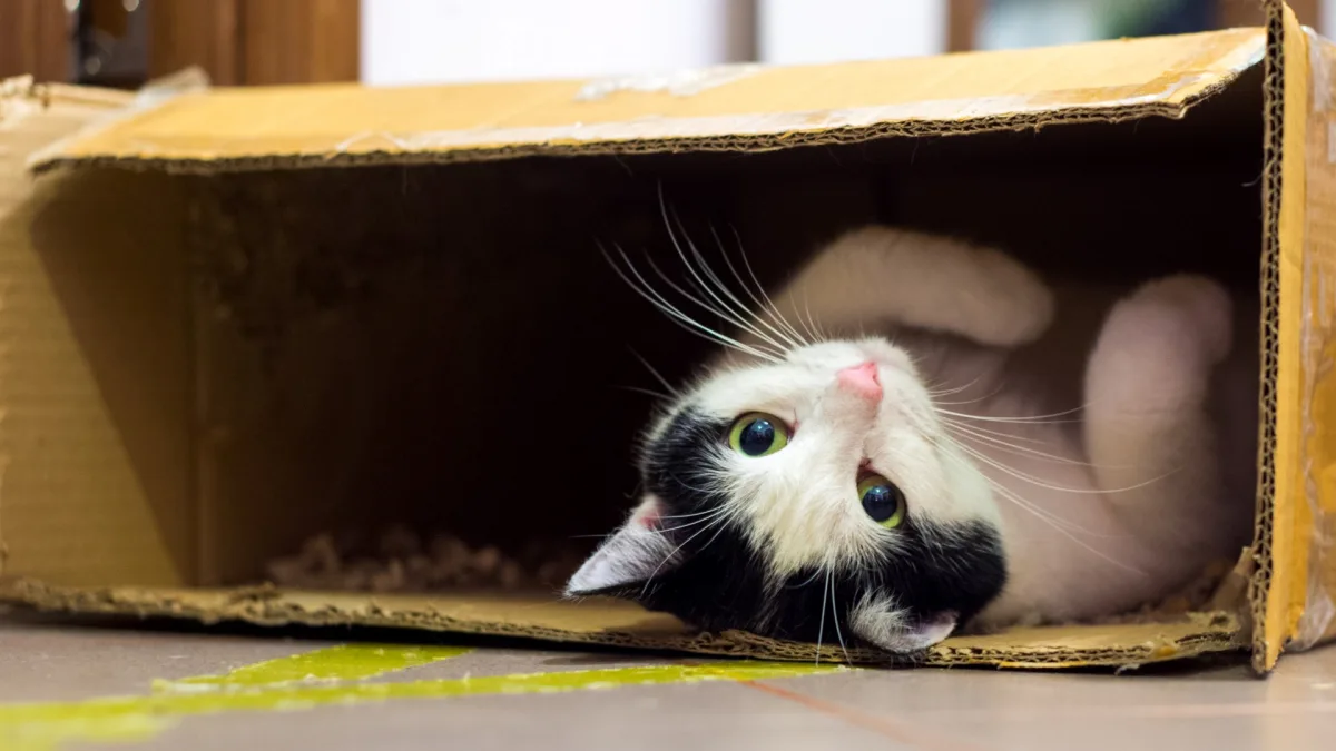 chat en noir et blanc dans une boite