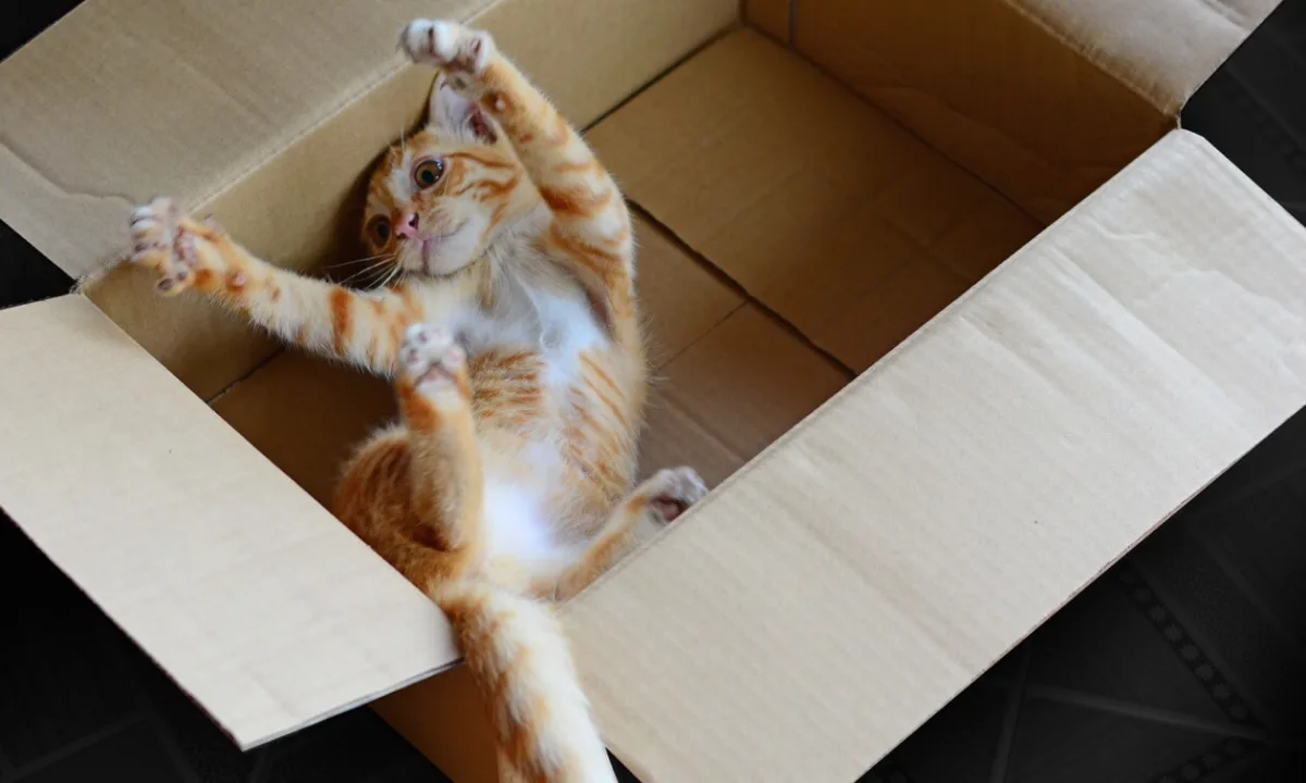 chat roux qui joue dans une boite en carton