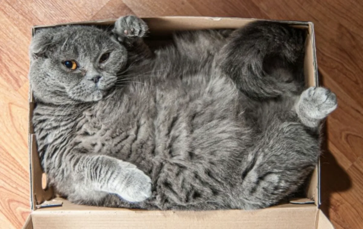 chat trop gros entre dans une boite en carton