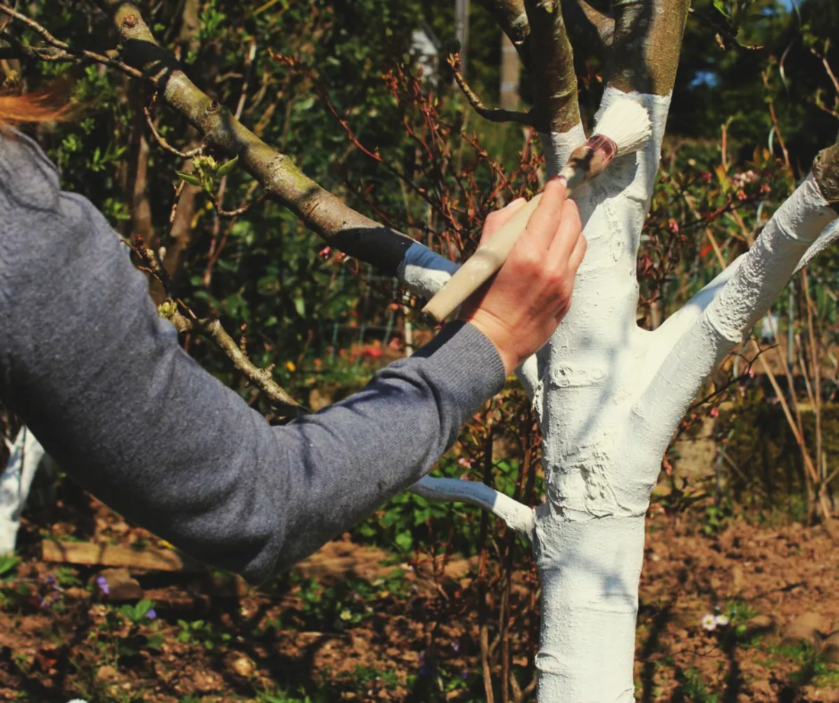 chaulage des arbres tutoriel comment préparer le blanc arboricole