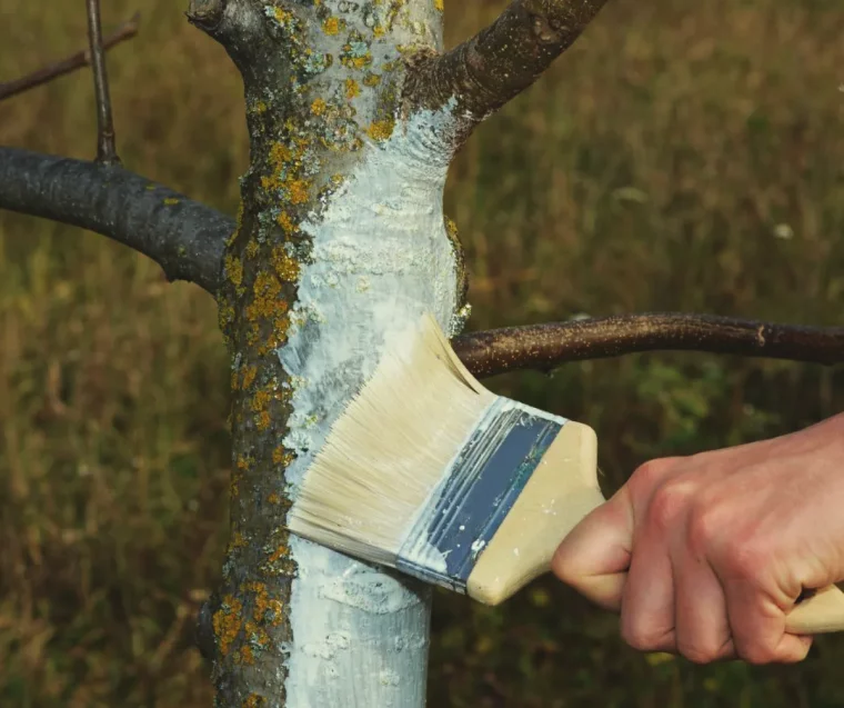 chaux pour arbres fruitiers peut on l appliquer à l automne