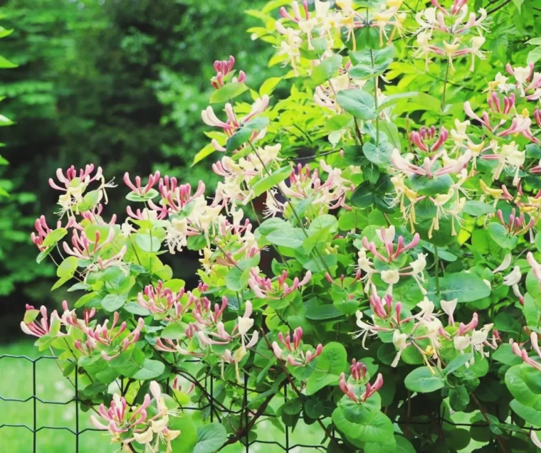 chèvrefeuille quel arbuste éviter de planter dans le jardin astuce plante nevahissante