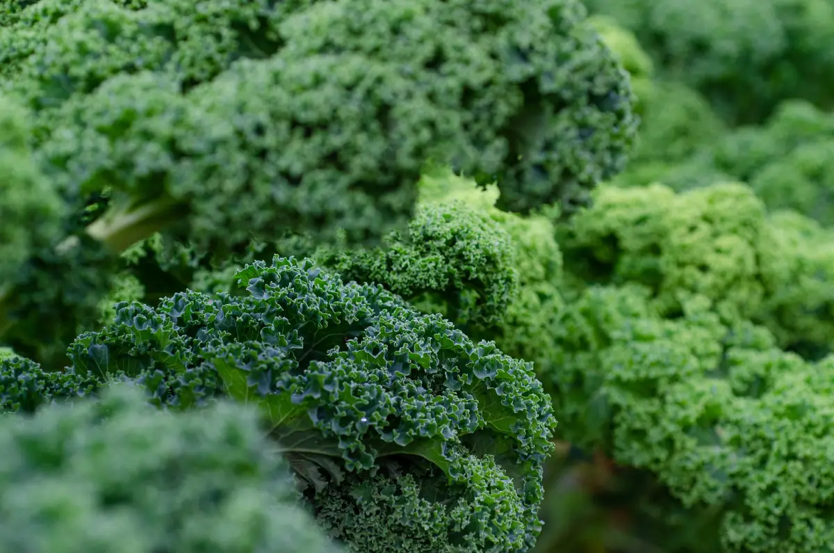 chou frise kale quel legume planter en octobre sous serre salades hiver potager variete