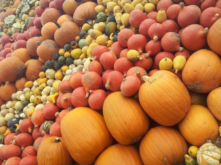 citrouilles courges et potirons sur une etale dans toutes les couleurs du jaune orange vert blanc noir