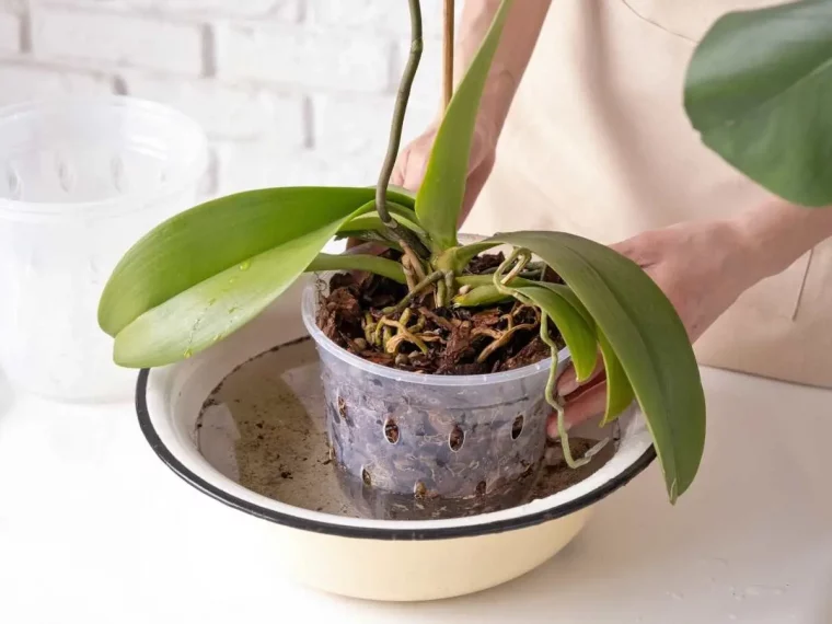 combien de temps laisser tremper son orchidee bain eau racines aeriennes