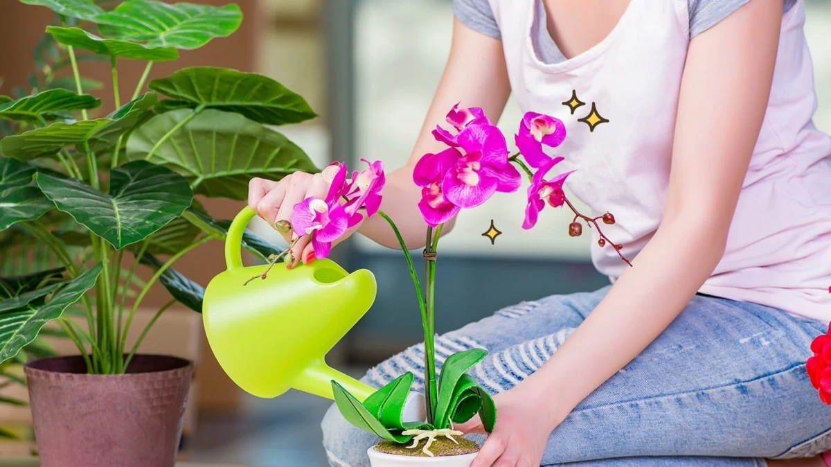 comment arroser por reanimer une orchidee
