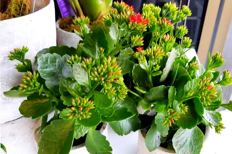 comment arroser un kalanchoe en hiver feuilles grasses et vertes fleur rouge