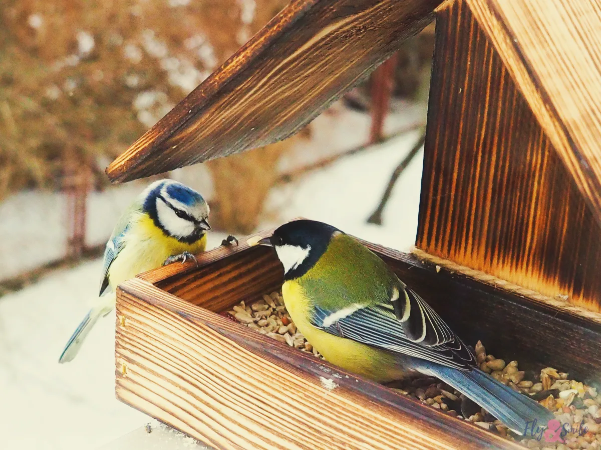 comment attirer les oiseaux chanteurs dans le jardin en hiver par une mangeoire