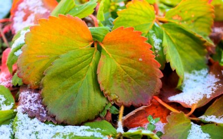 comment augmenter le rendement des fraises avant l hiver feuilles vertes ou marrons