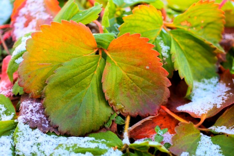 comment augmenter le rendement des fraises avant l hiver feuilles vertes ou marrons