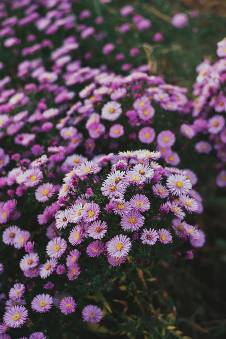 comment avoir de beaux asters idée créer un massif automne fleuri spectaculaire