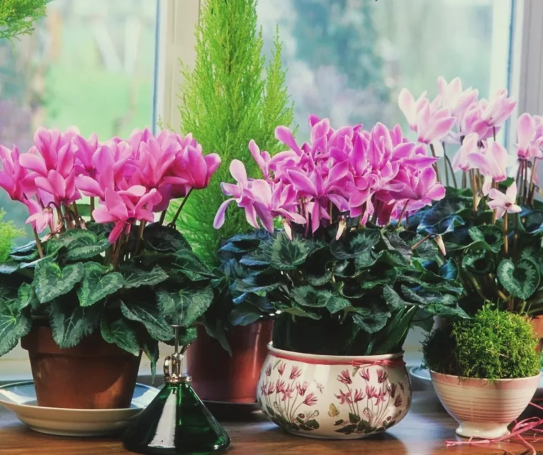 comment avoir de beaux cyclamen astuces de grand mere floraison des plantes en pot