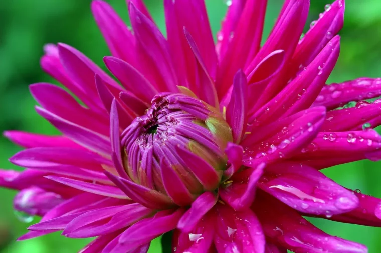 comment avoir de beaux dahlias floraison arrosage gouttes d eau petales