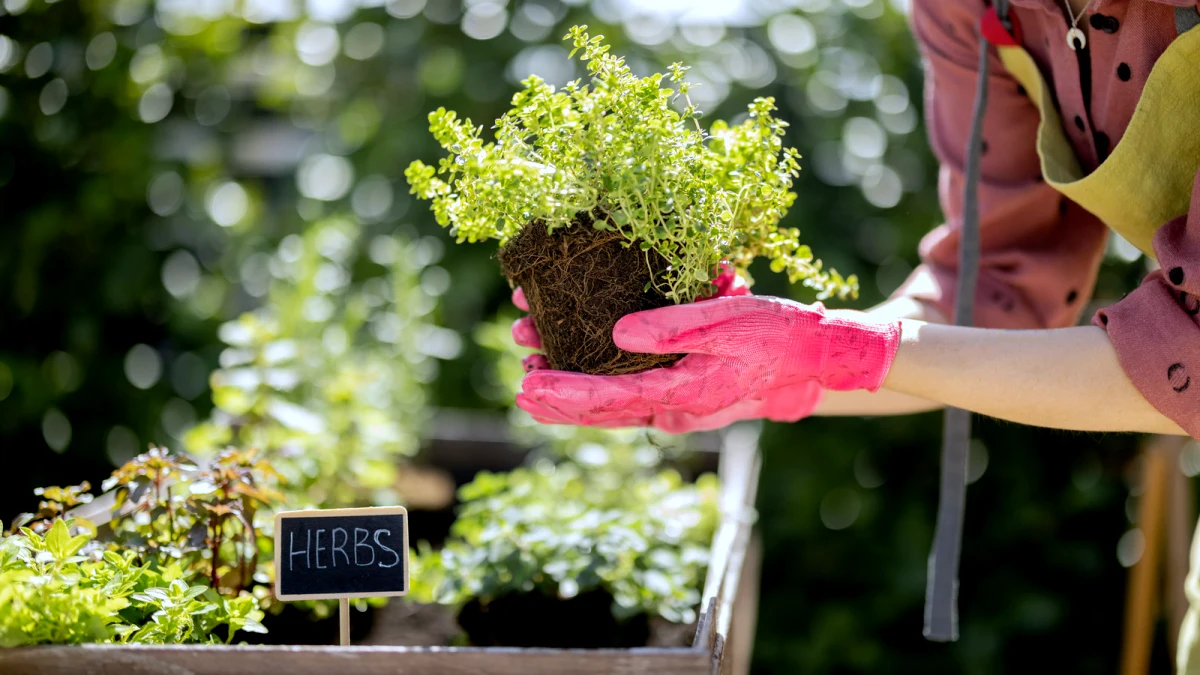 comment avoir des herbes aromatiques toute l annee motte gants rouges