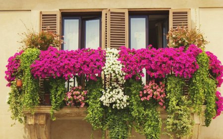comment avoir un balcon fleuri tout au long de l année fleurs de balcon colorés
