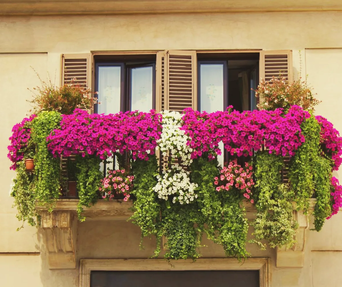 comment avoir un balcon fleuri tout au long de l année fleurs de balcon colorés