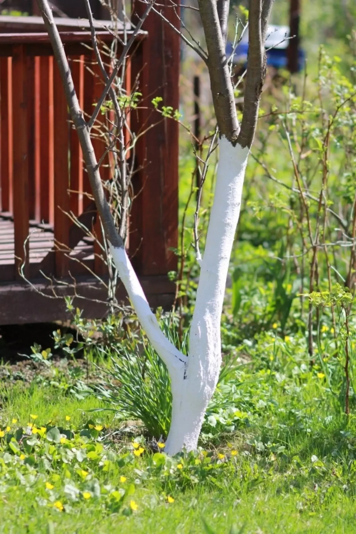 comment bien chauler les arbres en automne tronc blanc