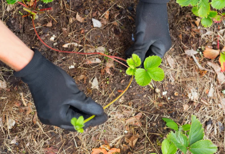 comment bien hiverner les fraises en hiver terre feuilles vertes mains avec gants noirs