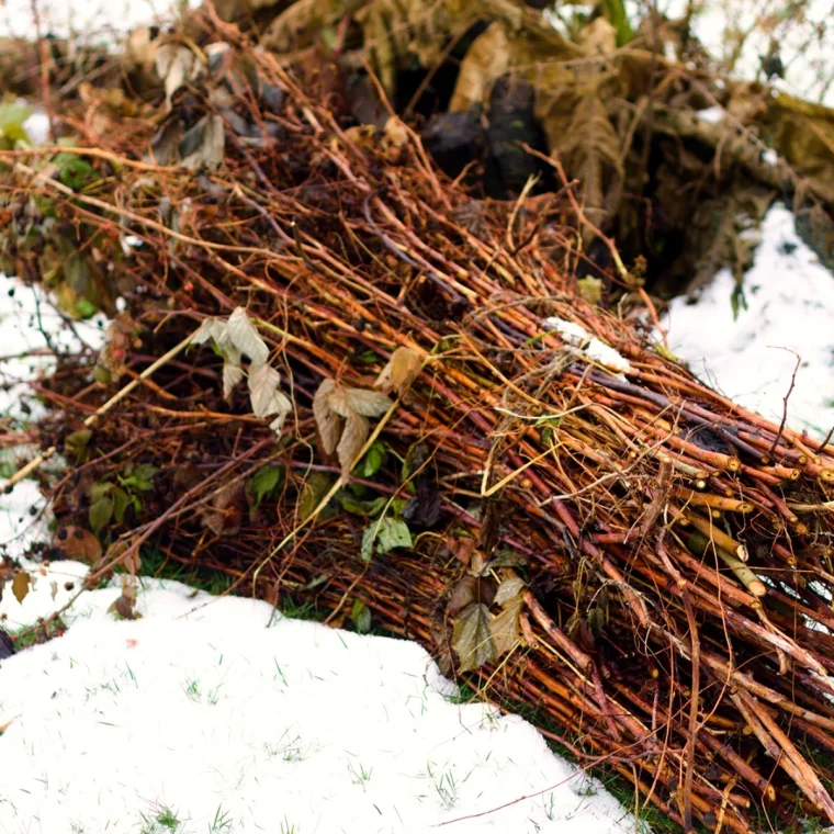 comment bien hiverner les framboisiers branches marrons sec neige