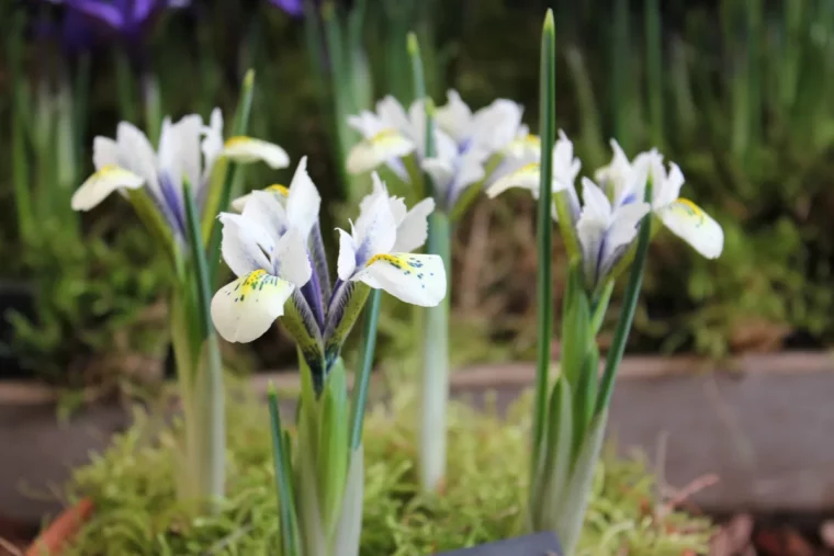 comment conserver les rhizomes des iris annee apres annee