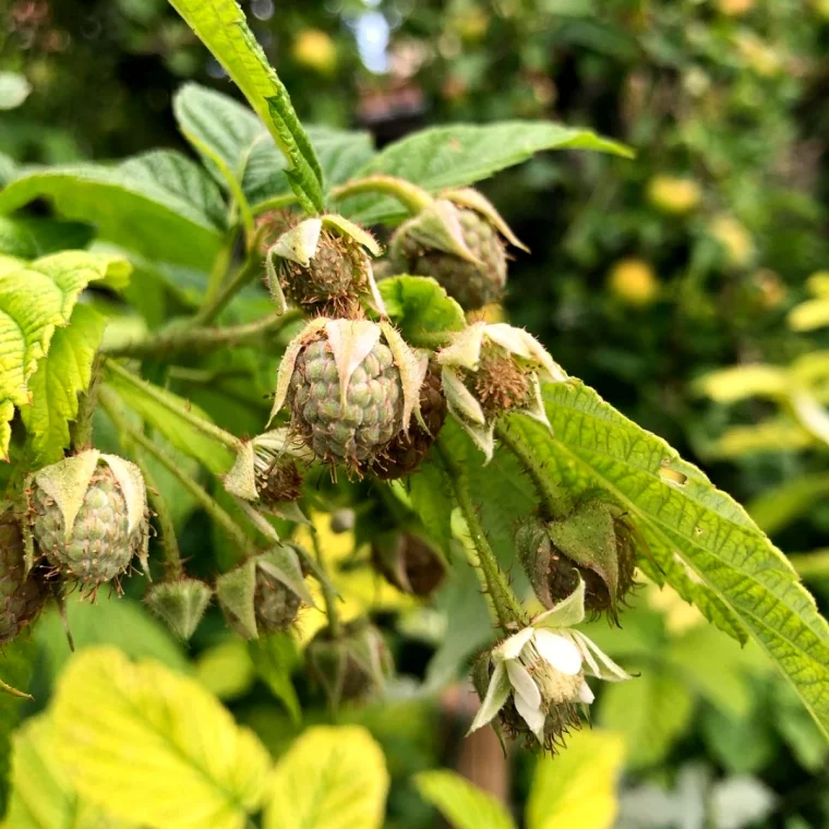 comment couper les framboisiers non remontants fruits et feuilles vertes