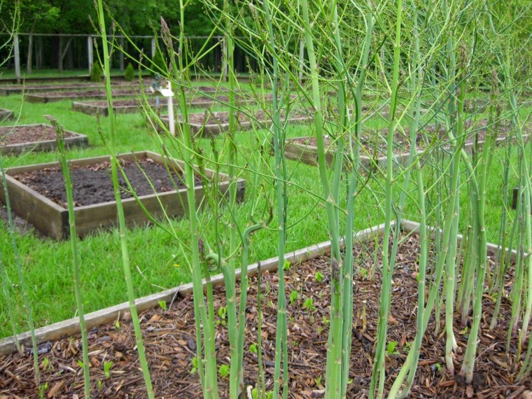 comment couper les tiges des asperges vertes potager