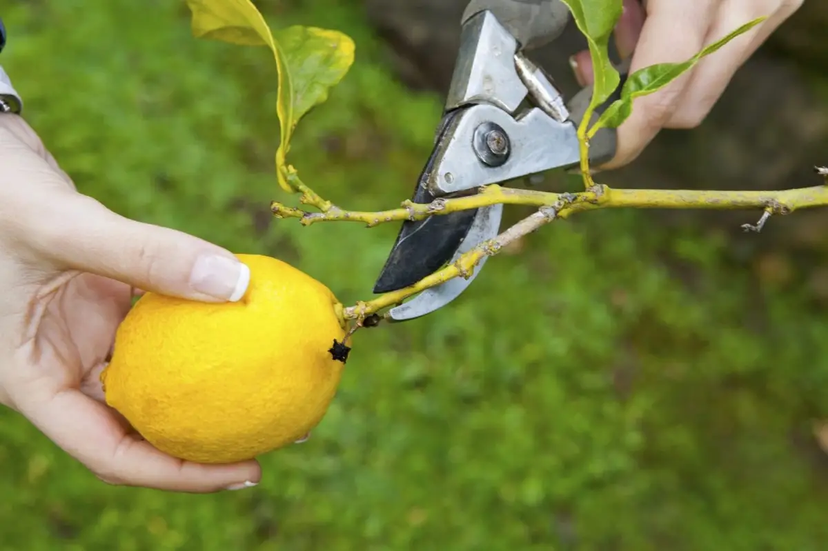 comment couper un citron outil de jardin secateur noeud feuilles