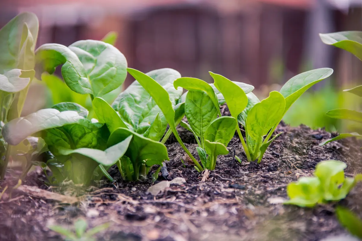 comment cultiver des epinards sol composition fertilite feuilles vertes