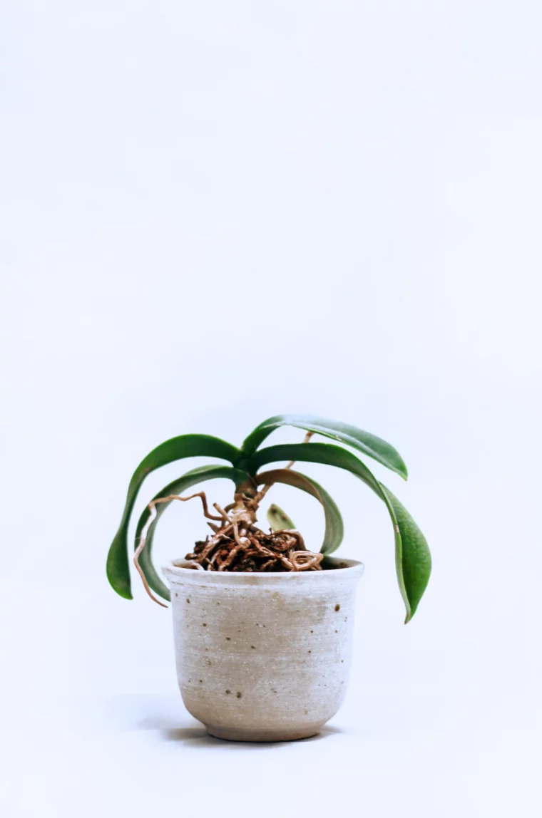 comment daire refleurir une orchidee pot blanc feuilles vertes