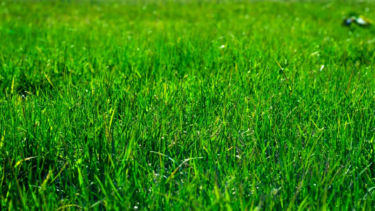 comment desherber la pelouse en automne herbe verte