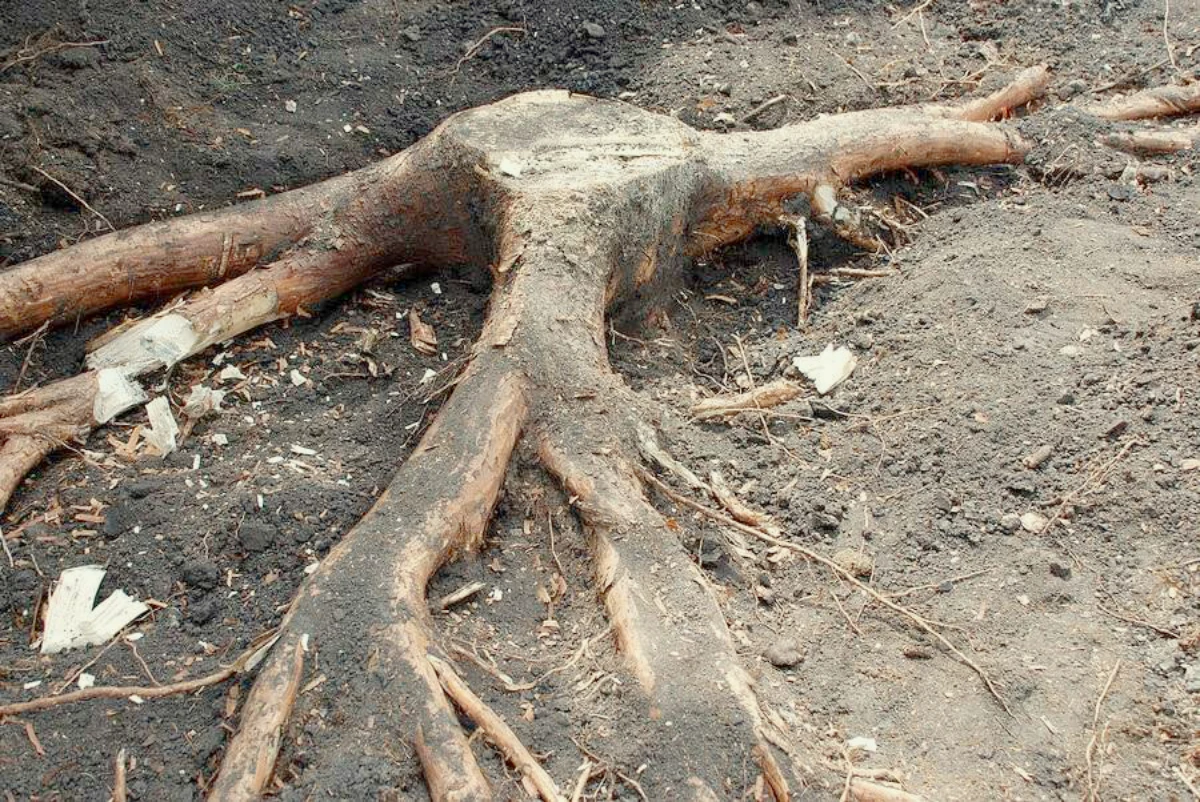 comment detruire tous les racines d une souche d arbre racines apparantes