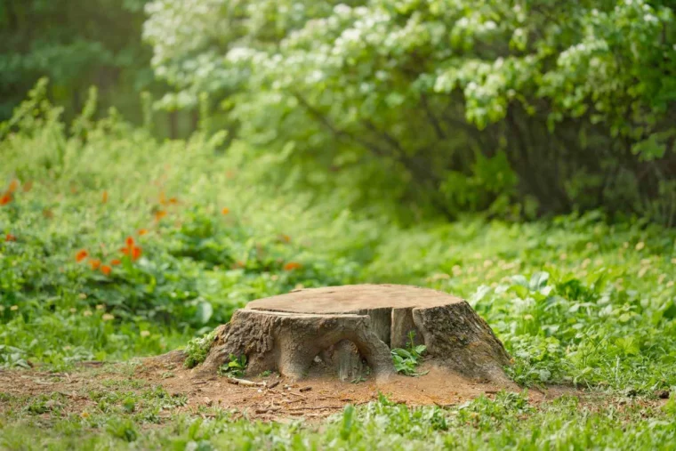 comment detruire une souche d arbre facilement jardin pelouse verte