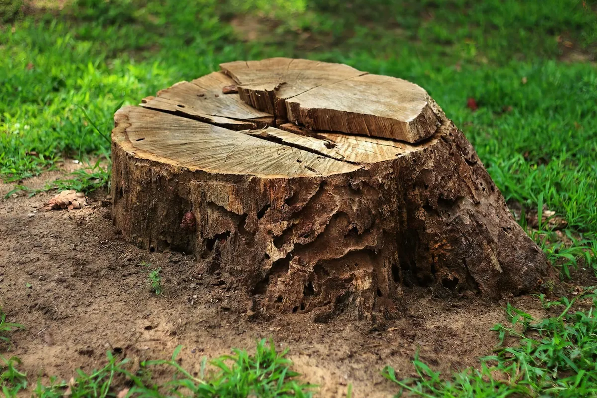 comment eliminer une souche d arbre astuces