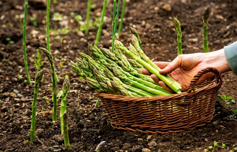 comment entretenir les asperges vertes terre panier