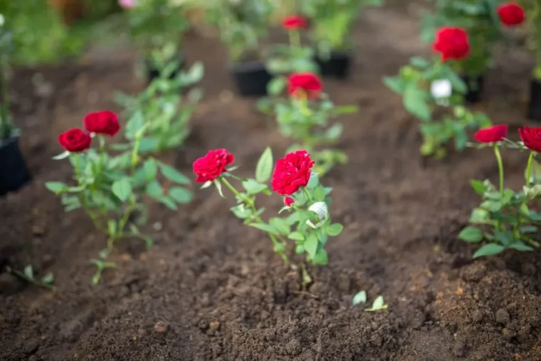 comment entretenir les roses rouges quels soins adopter