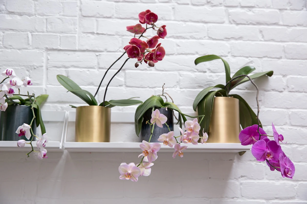 comment entretenir une orchidee en automne conseils