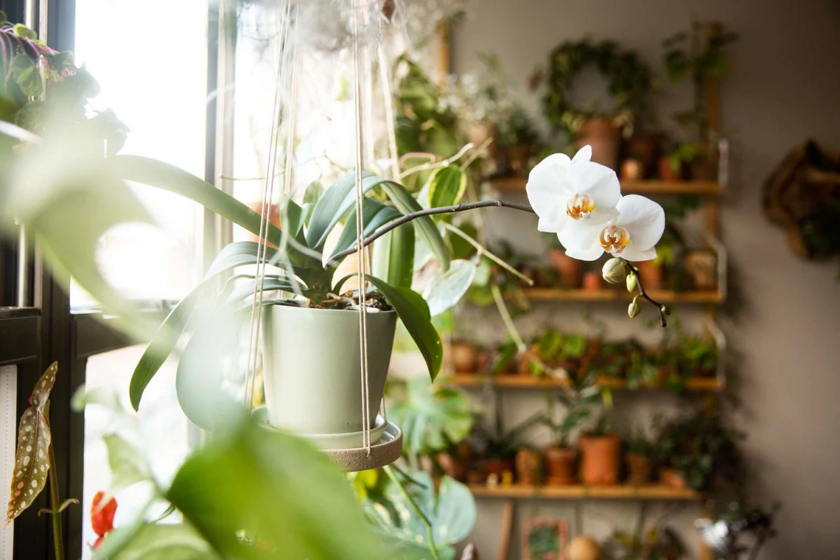 comment entretenir une orchidee en automne guide pratique