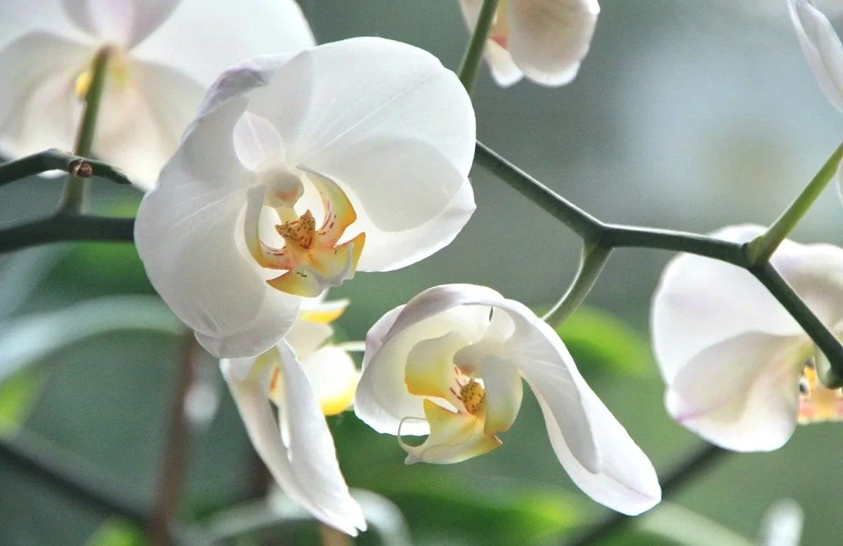 comment entretenir une orchidee en automne