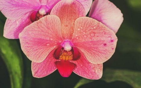 comment entretenir une orchidée phalaenopsis proprement et favoriser sa floraison
