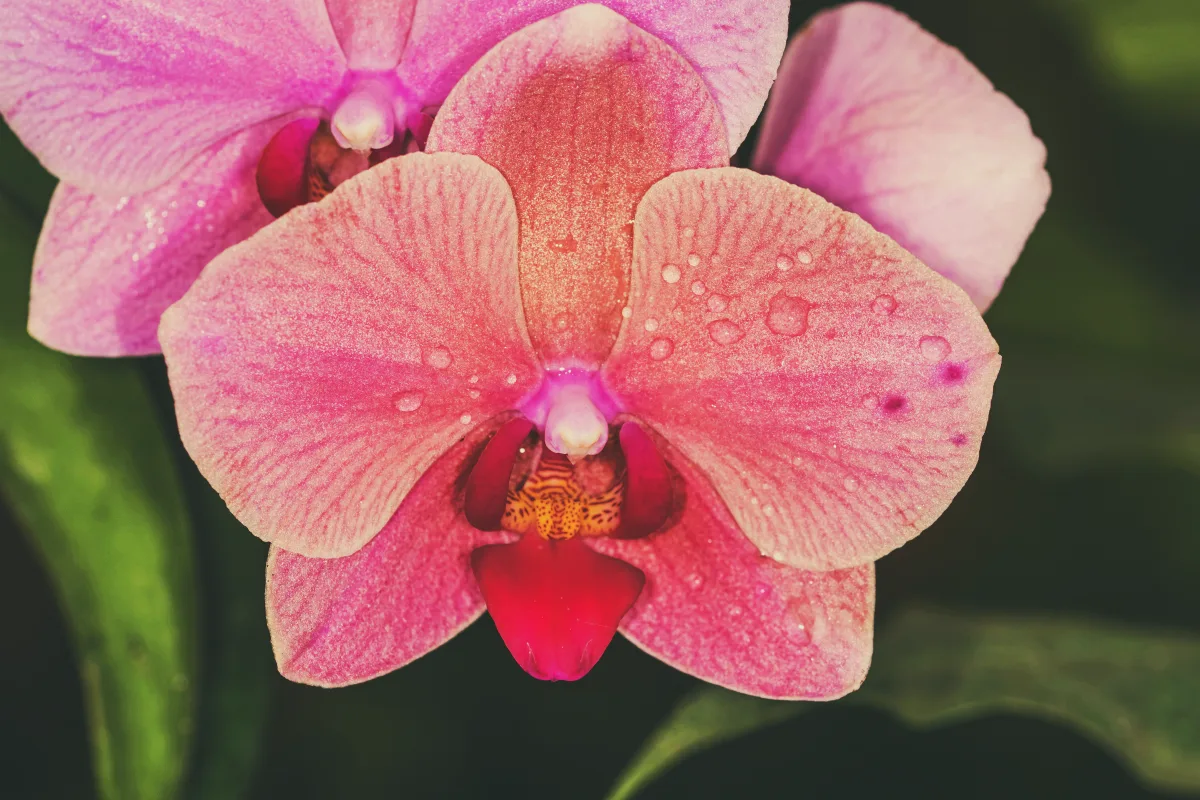 comment entretenir une orchidée phalaenopsis proprement et favoriser sa floraison