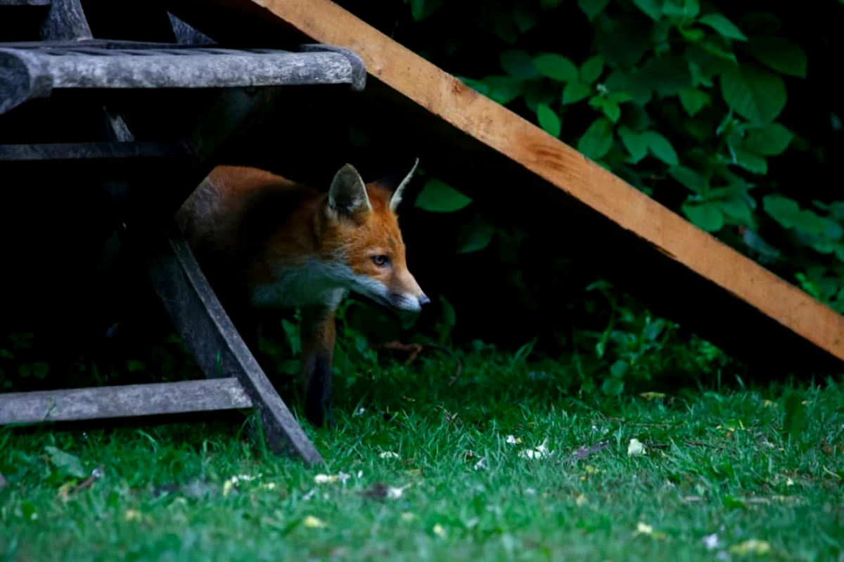 comment eviter les attaques du renard dans le jardin maison en bois
