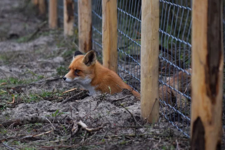 comment éloigner le renard du poulailler cloture en metal