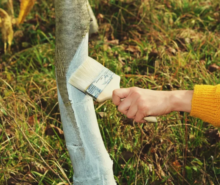 comment fabriquer de la chaux et chauler les arbres fruitiers astuces