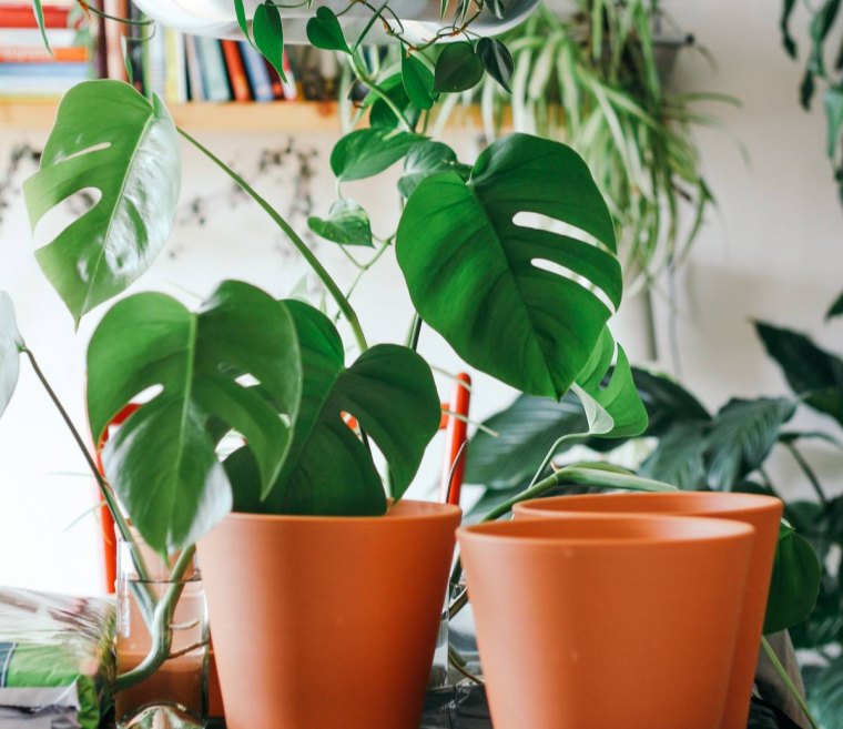 comment faire grossir les feuilles de monstera rempotage pot terre cuite