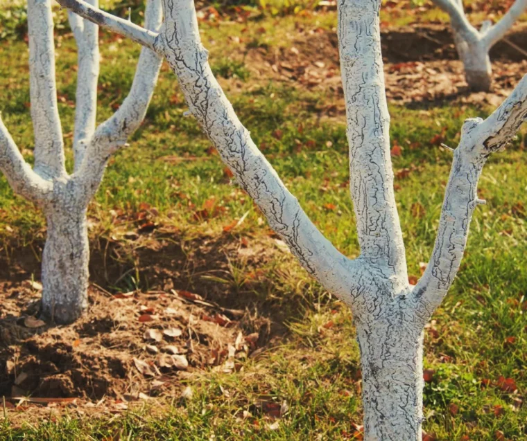 comment faire la chaux pour les arbres fruitiers étape par étape