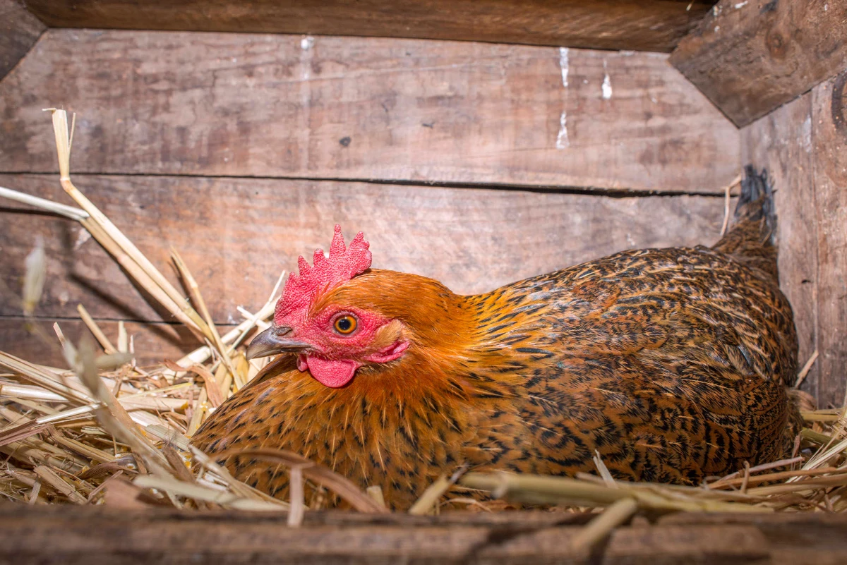 comment faire pour que les poules n aient pas froid paille cage en bois